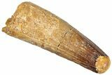 Fossil Spinosaurus Tooth - Feeding Worn Tip #296524-1